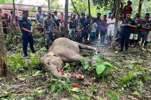 बेलबारीमा मृत भेटियो छावा !