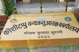 कोशीटप्पुमा पर्यटकको चाप बढ्दो, उल्लेखनीय राजस्व सङ्कलन !