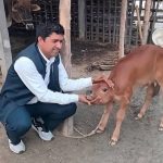 छ दिनको बाछीले दूध दिन थालेपछि वराहक्षेत्रमा चमत्कारी घटना !