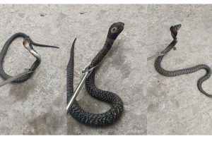 विराटनगरमा भेटियो परैबाट विष फाल्ने दुर्लभ स्पिटिङ कोब्रा !