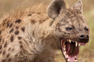 रङ्गेलीमा ‘सिंगा हाइना’ जस्तो जनावर देखिएपछि स्थानीयमा त्रास !