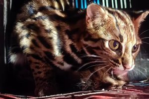 धरानमा भेटियो निगाले बाघको बच्चा, ‘पाटे बाघ’ भएको हल्ला खण्डन !