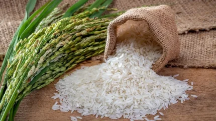 रैथाने धानमा ‘डलर’ सम्भावना: नेपालका २ हजार जात विश्व बजारमा ब्रान्ड बन्न सक्ने !