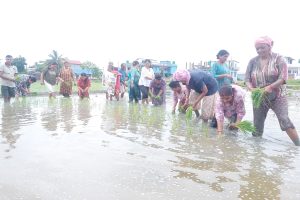 असार १५ मा खनारमा धान रोपाइँ उत्सव !